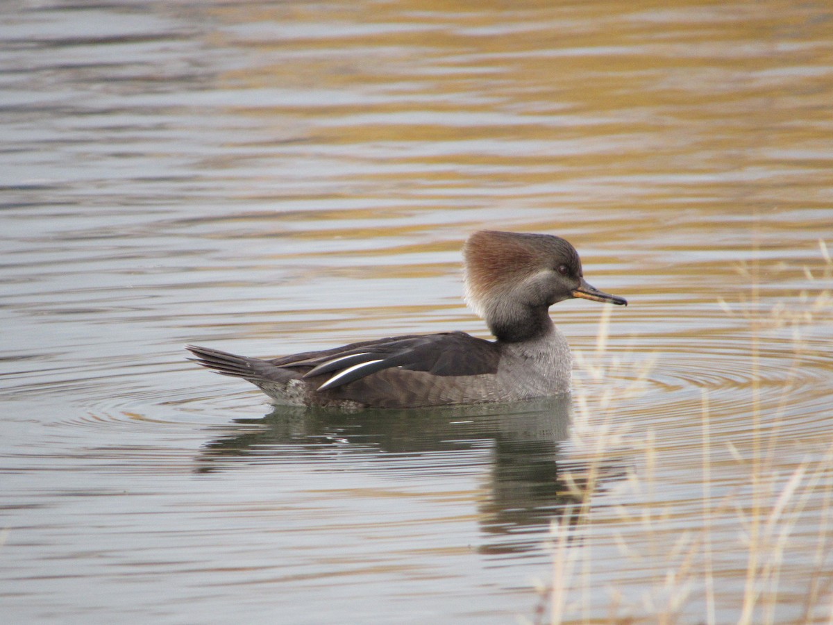 Hooded Merganser - ML645308607