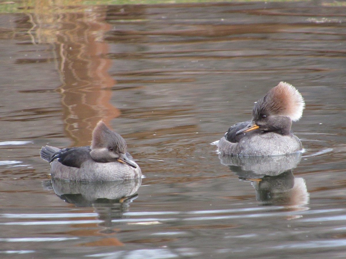 Hooded Merganser - ML645308608