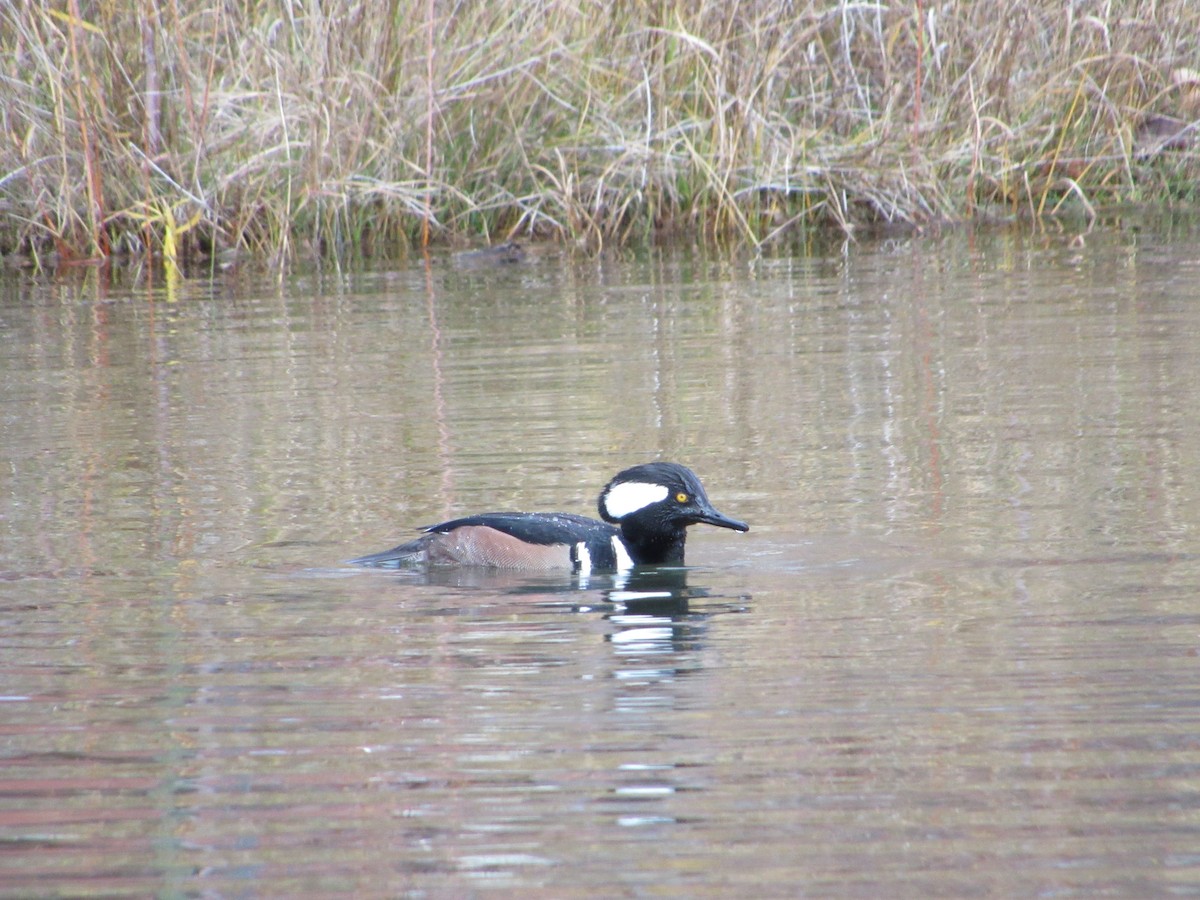 Hooded Merganser - ML645308609