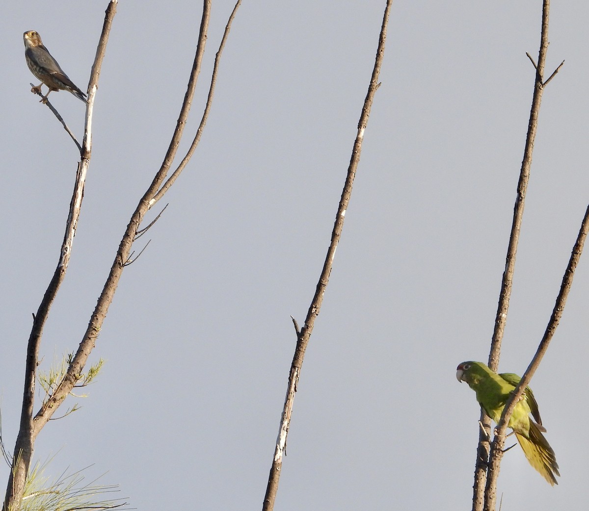 Merlin - ML645308611