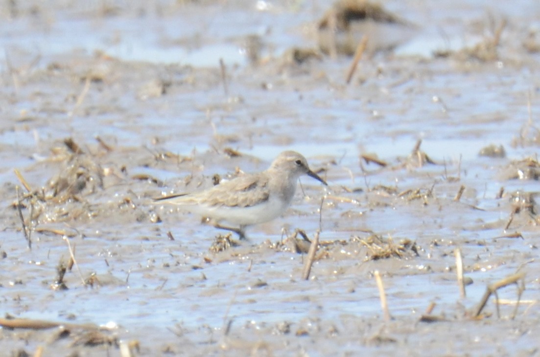 Temminck's Stint - ML645308612