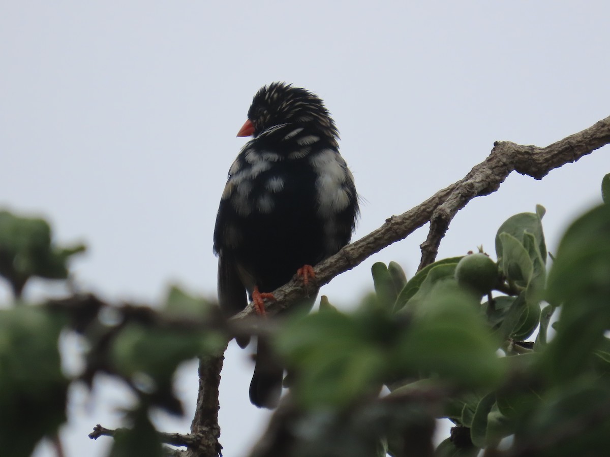 Village Indigobird - ML645308620