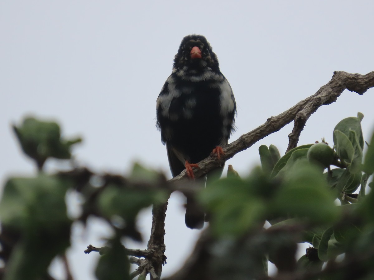 Village Indigobird - ML645308621