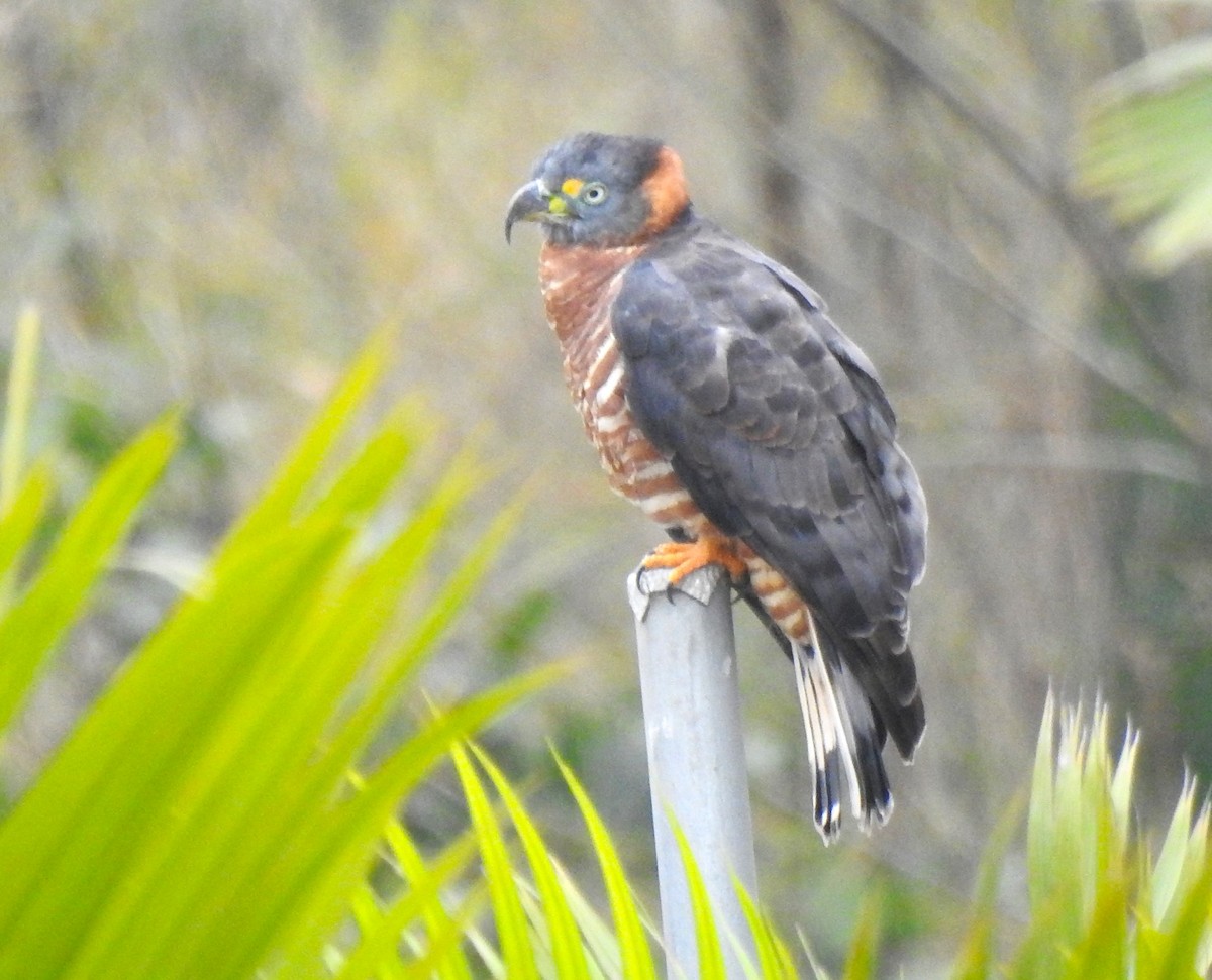 Hook-billed Kite (Hook-billed) - ML645308622