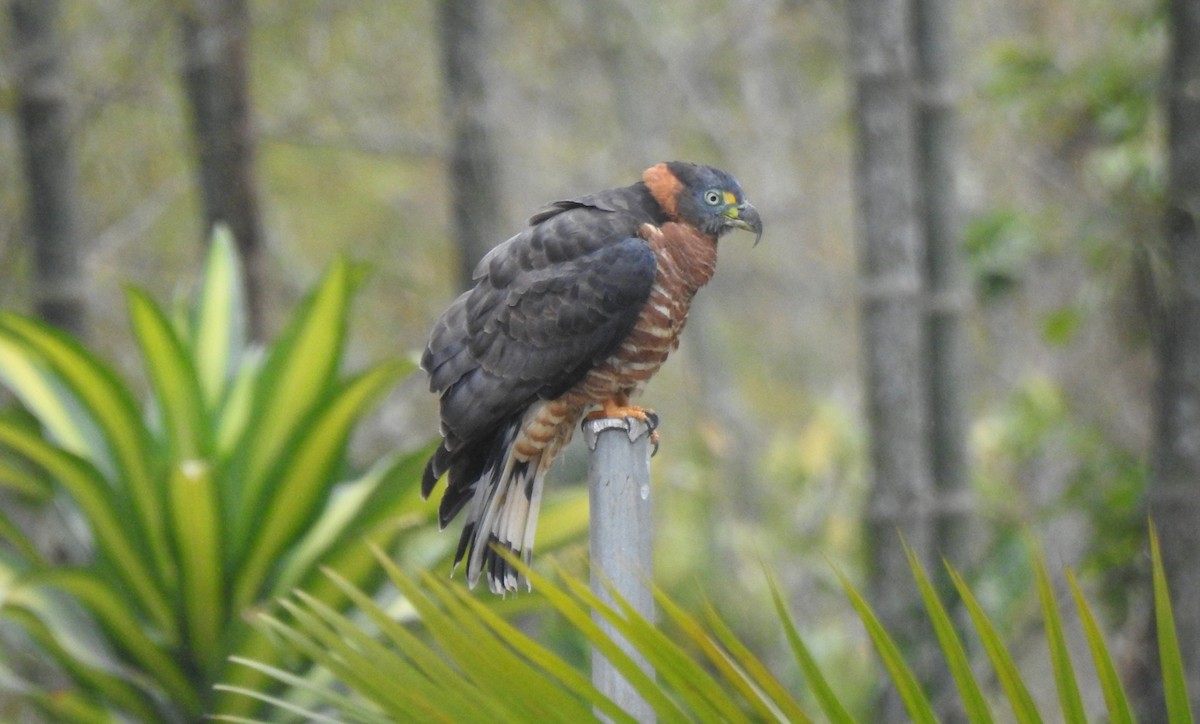 Hook-billed Kite (Hook-billed) - ML645308624