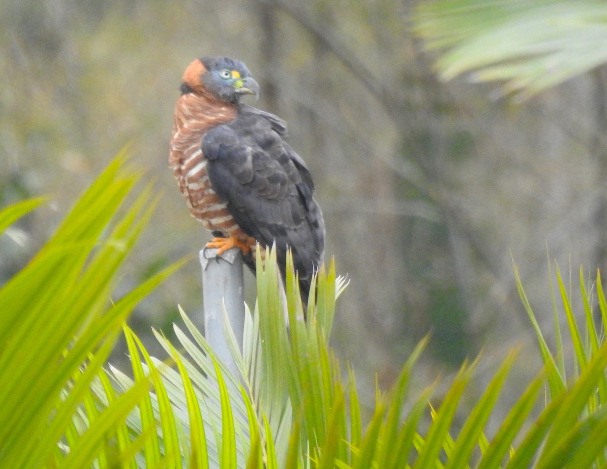 Hook-billed Kite (Hook-billed) - ML645308625