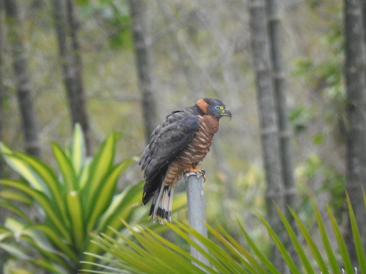 Hook-billed Kite (Hook-billed) - ML645308626