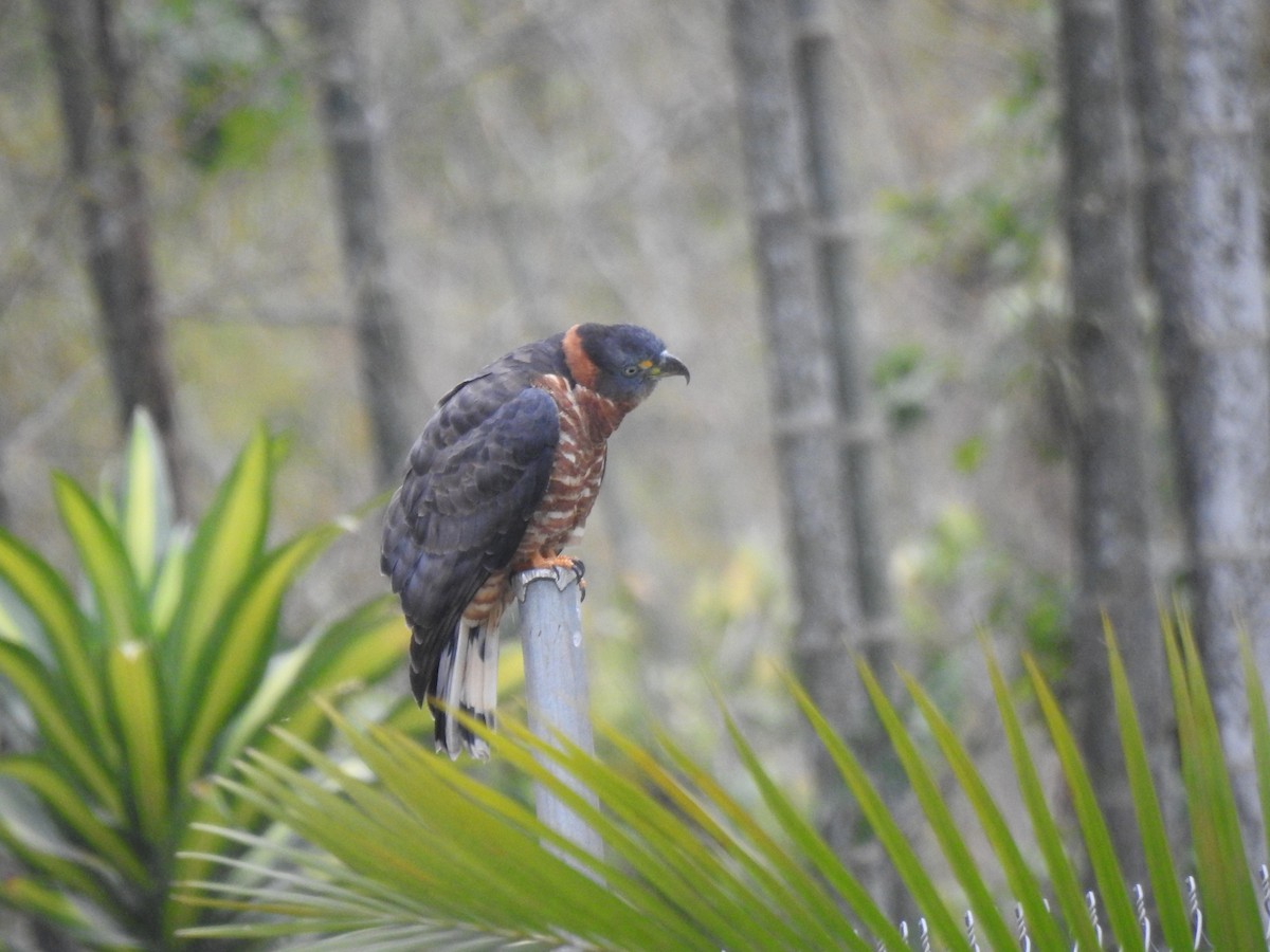 Hook-billed Kite (Hook-billed) - ML645308627