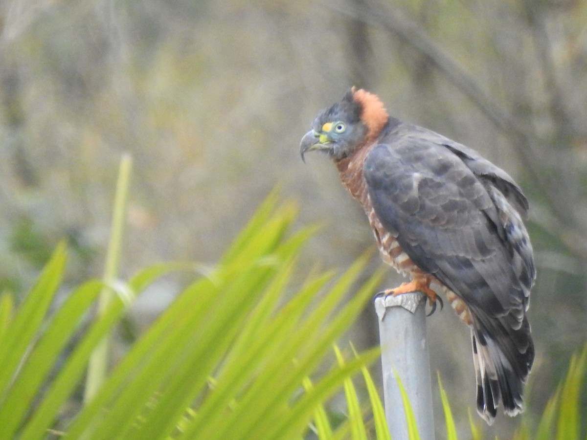 Hook-billed Kite (Hook-billed) - ML645308628