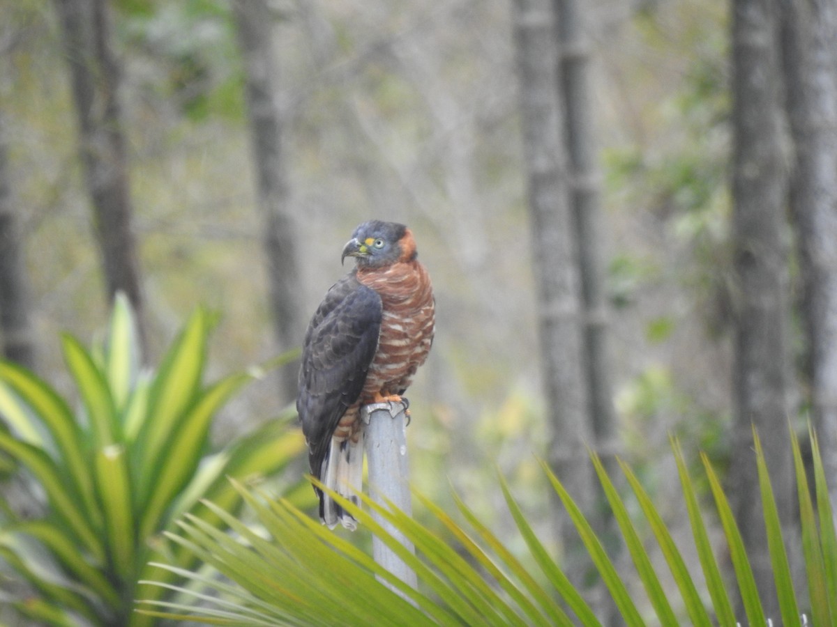 Hook-billed Kite (Hook-billed) - ML645308629