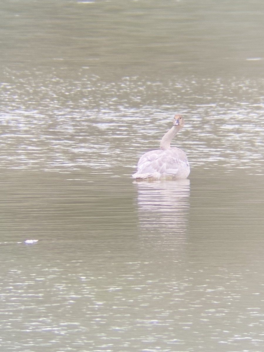 Trumpeter Swan - ML645308632