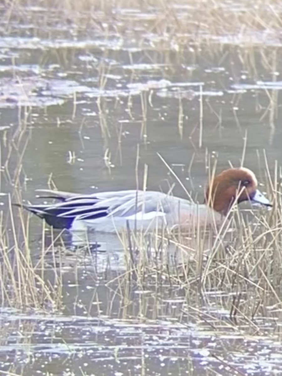 Eurasian Wigeon - ML645308636
