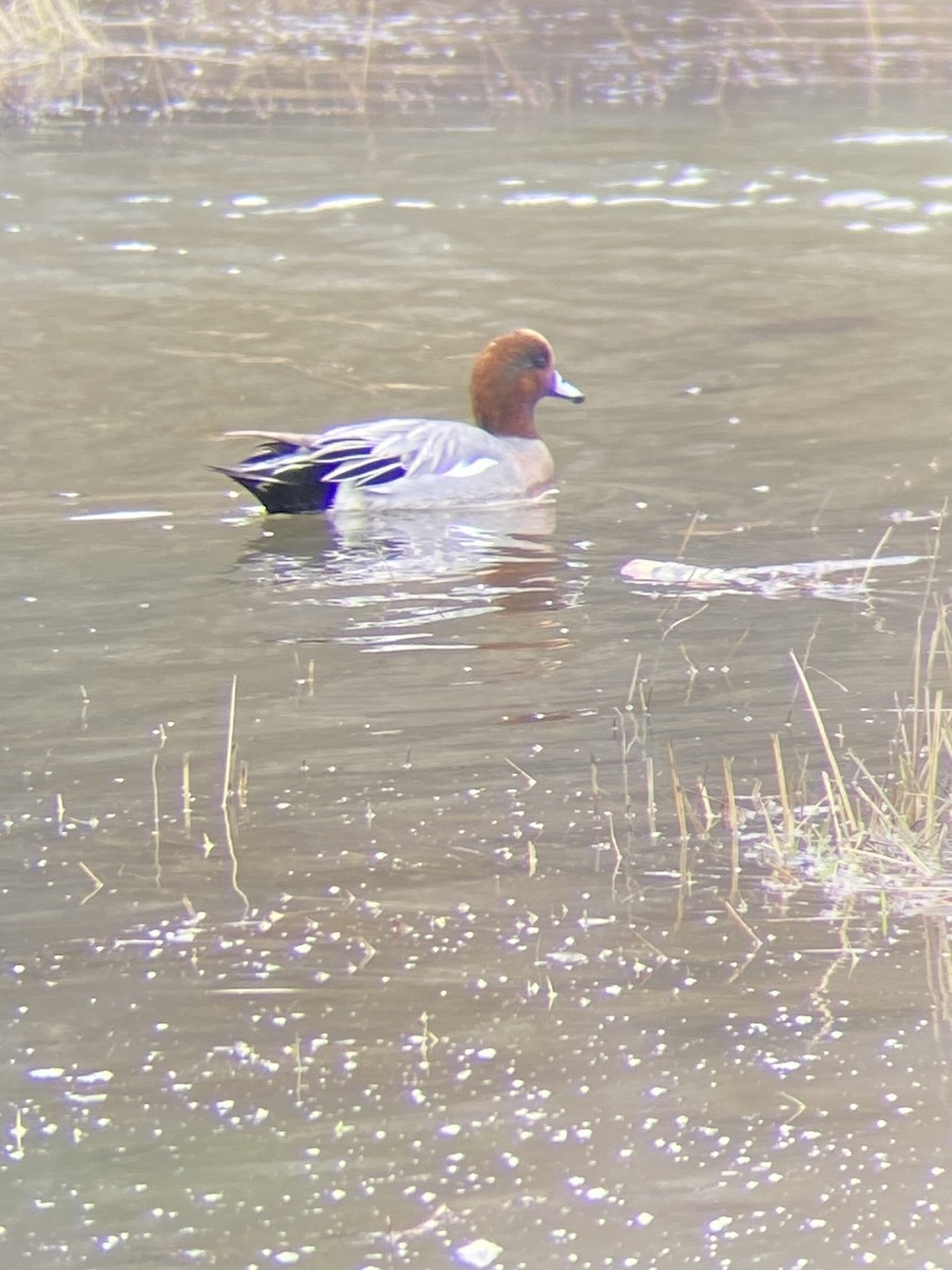 Eurasian Wigeon - ML645308637