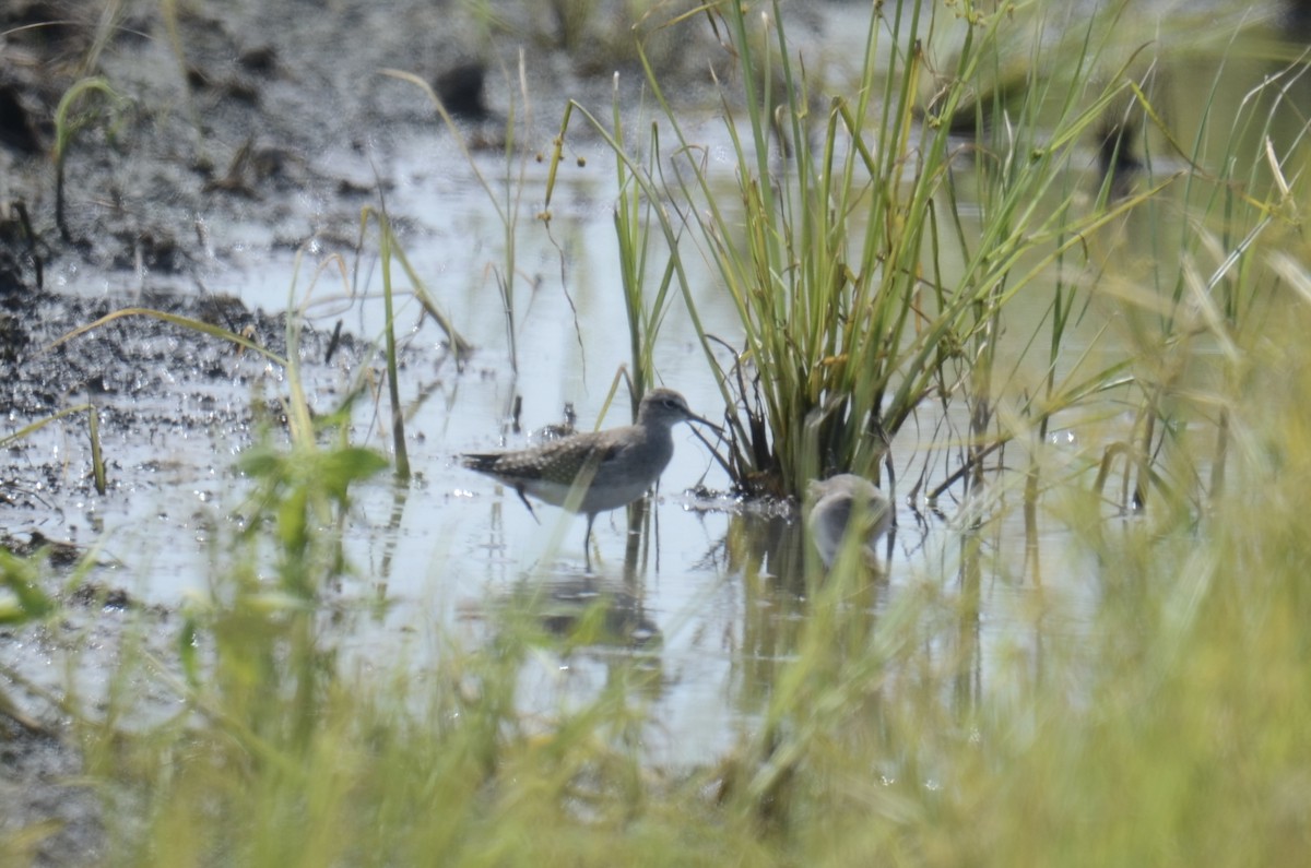 Wood Sandpiper - ML645308638
