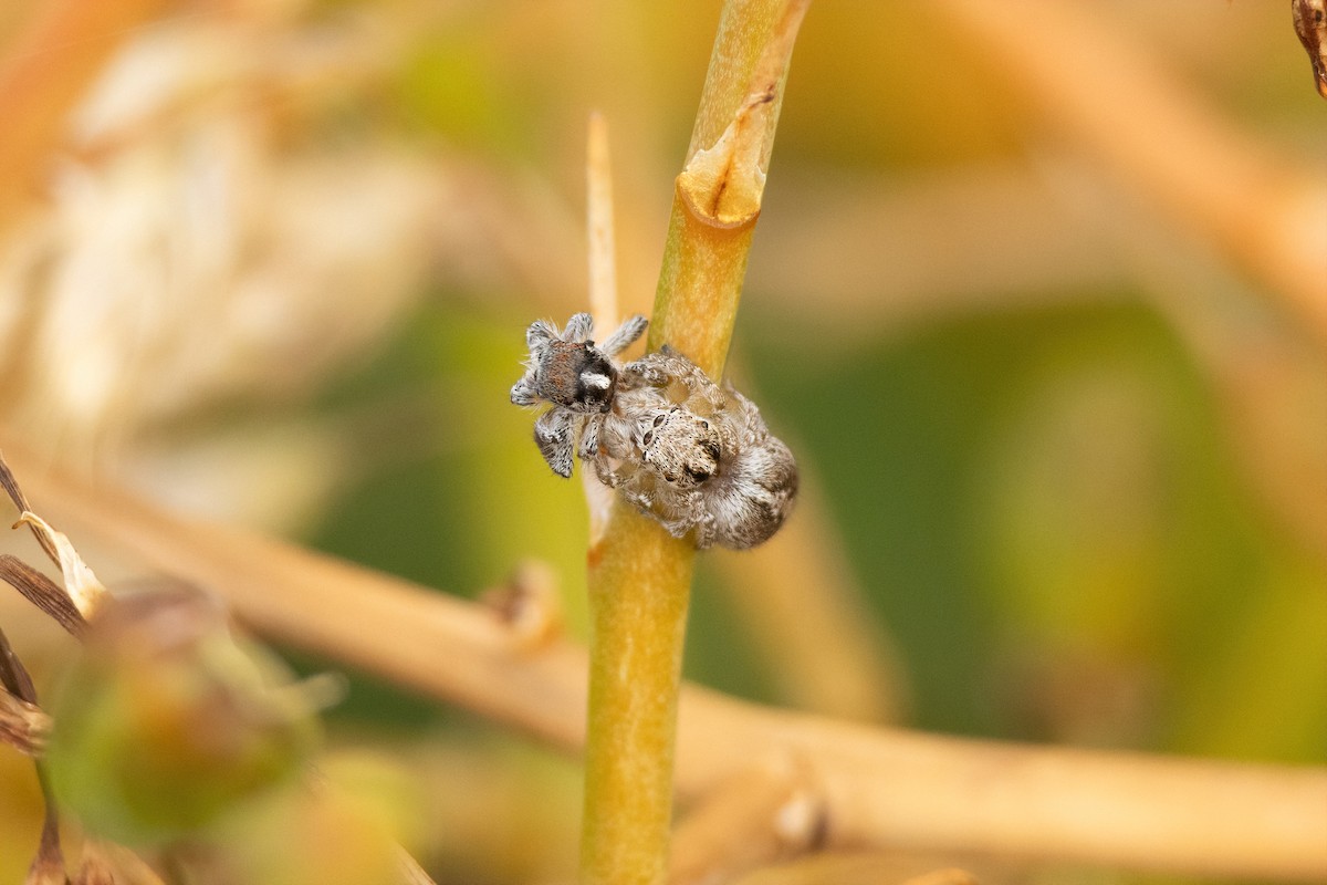 Coastal Peacock Spider - ML645308648