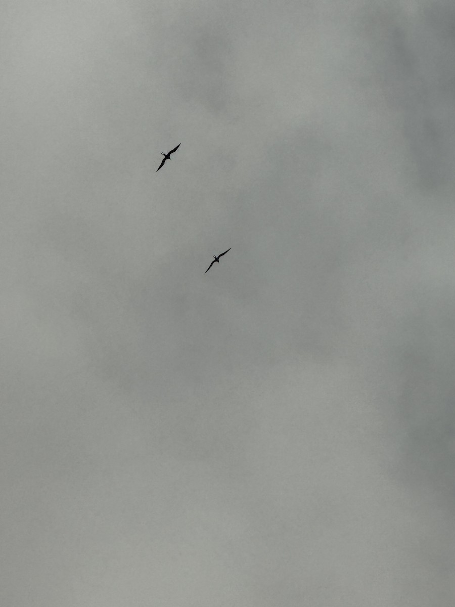 פריגט גדול - ML645308658