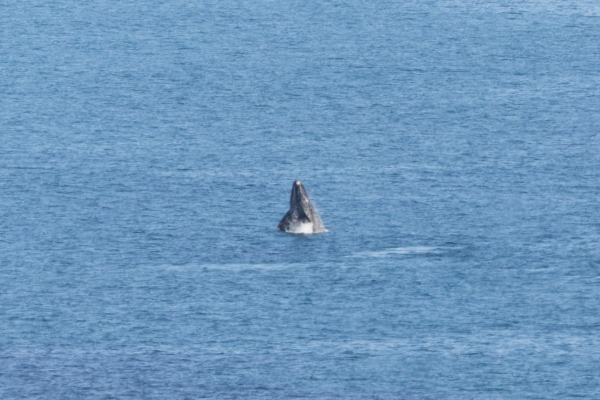 Southern Right Whale - ML645308664