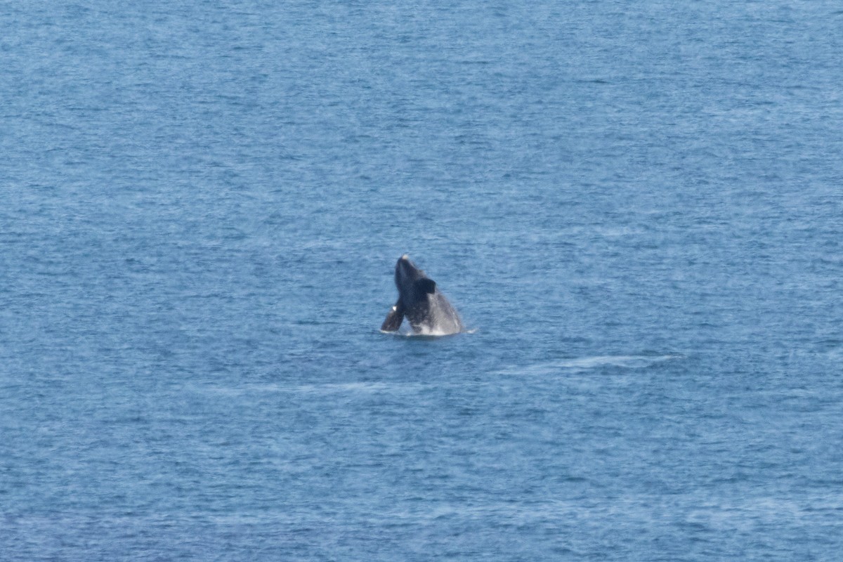Southern Right Whale - ML645308665