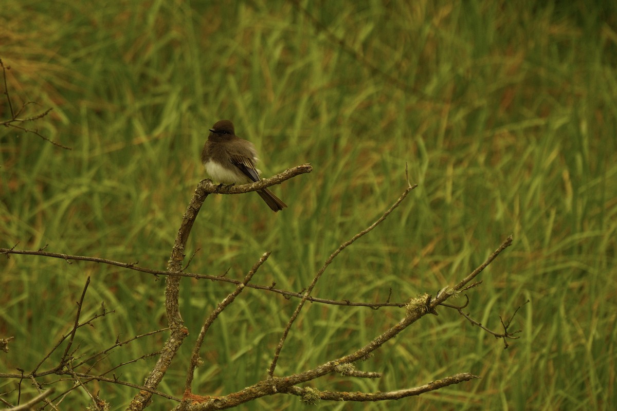 Black Phoebe - ML645308667