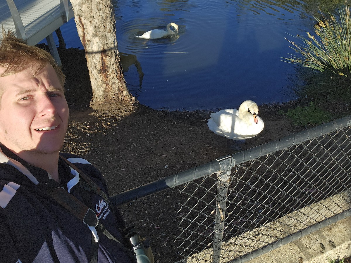 Mute Swan - ML645308684