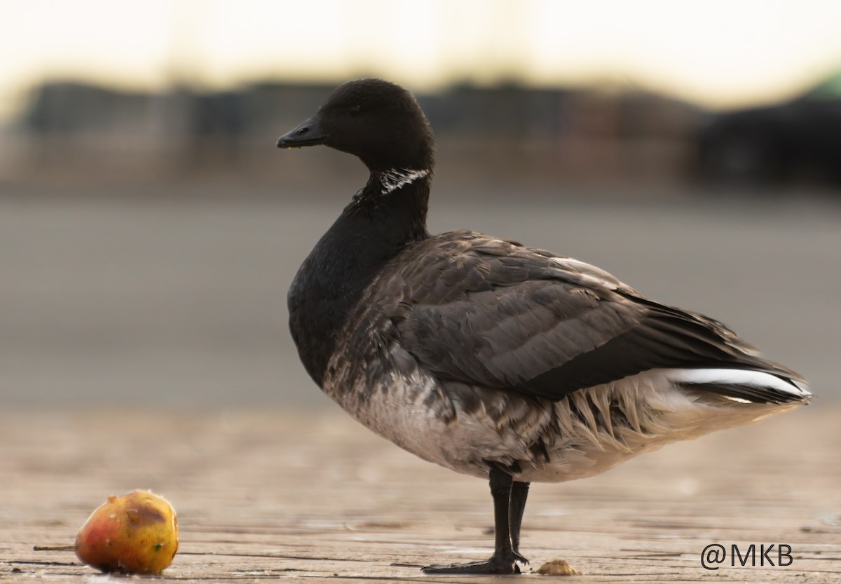 Brant - ML645308699