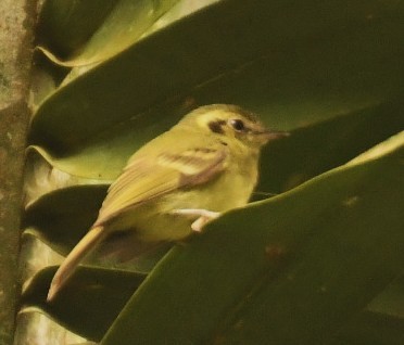 Sao Paulo Bristle-Tyrant - ML645308708