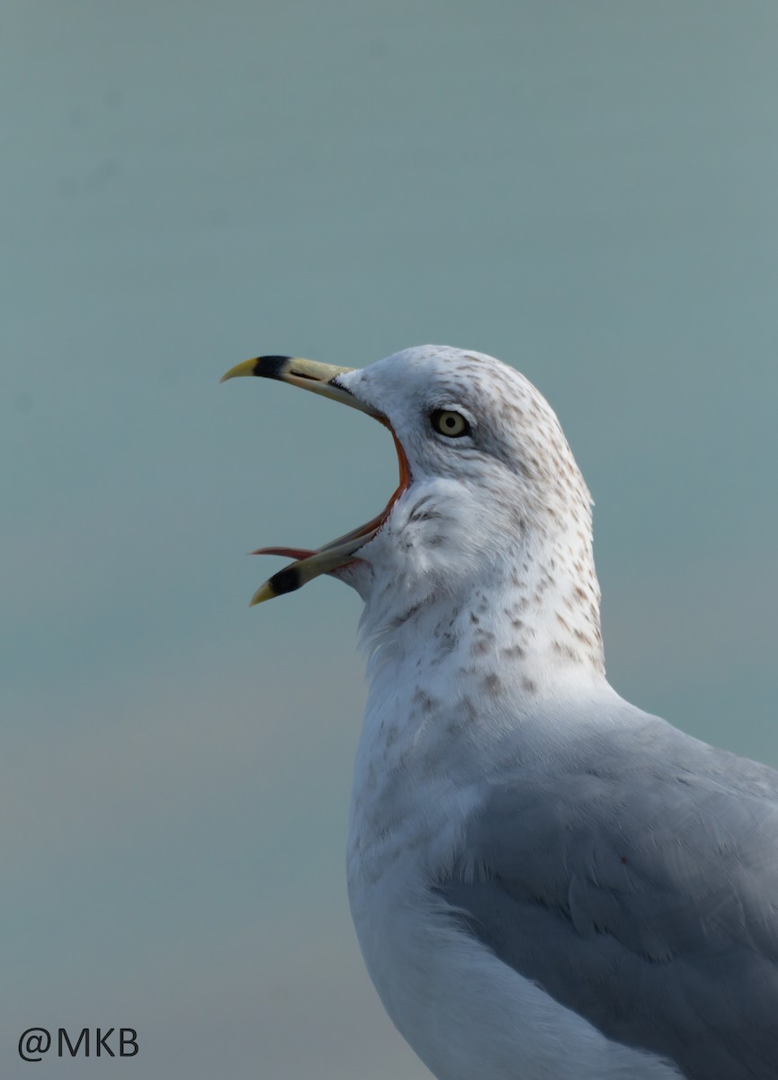 Halkalı Martı - ML645308709