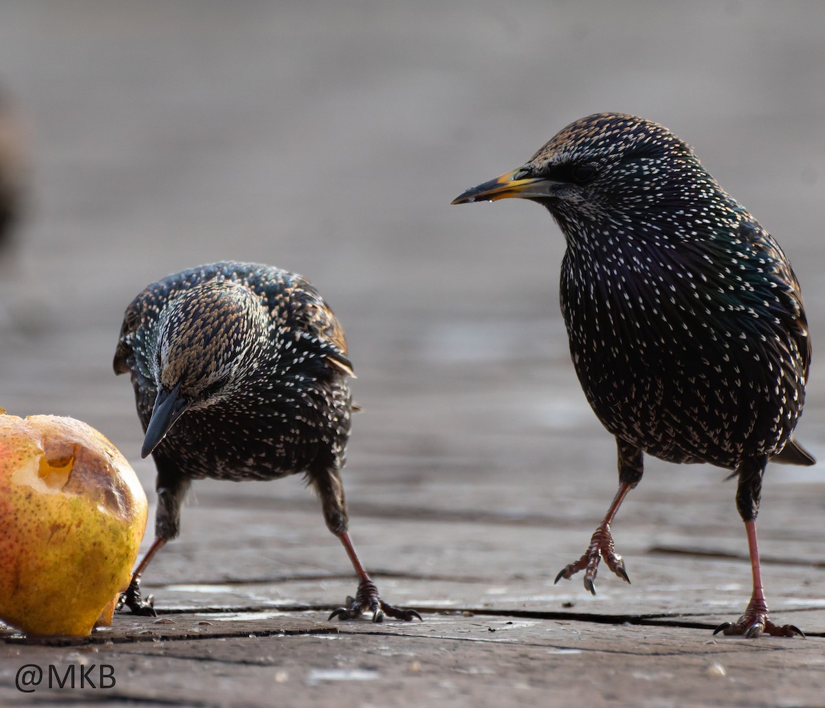 European Starling - ML645308710