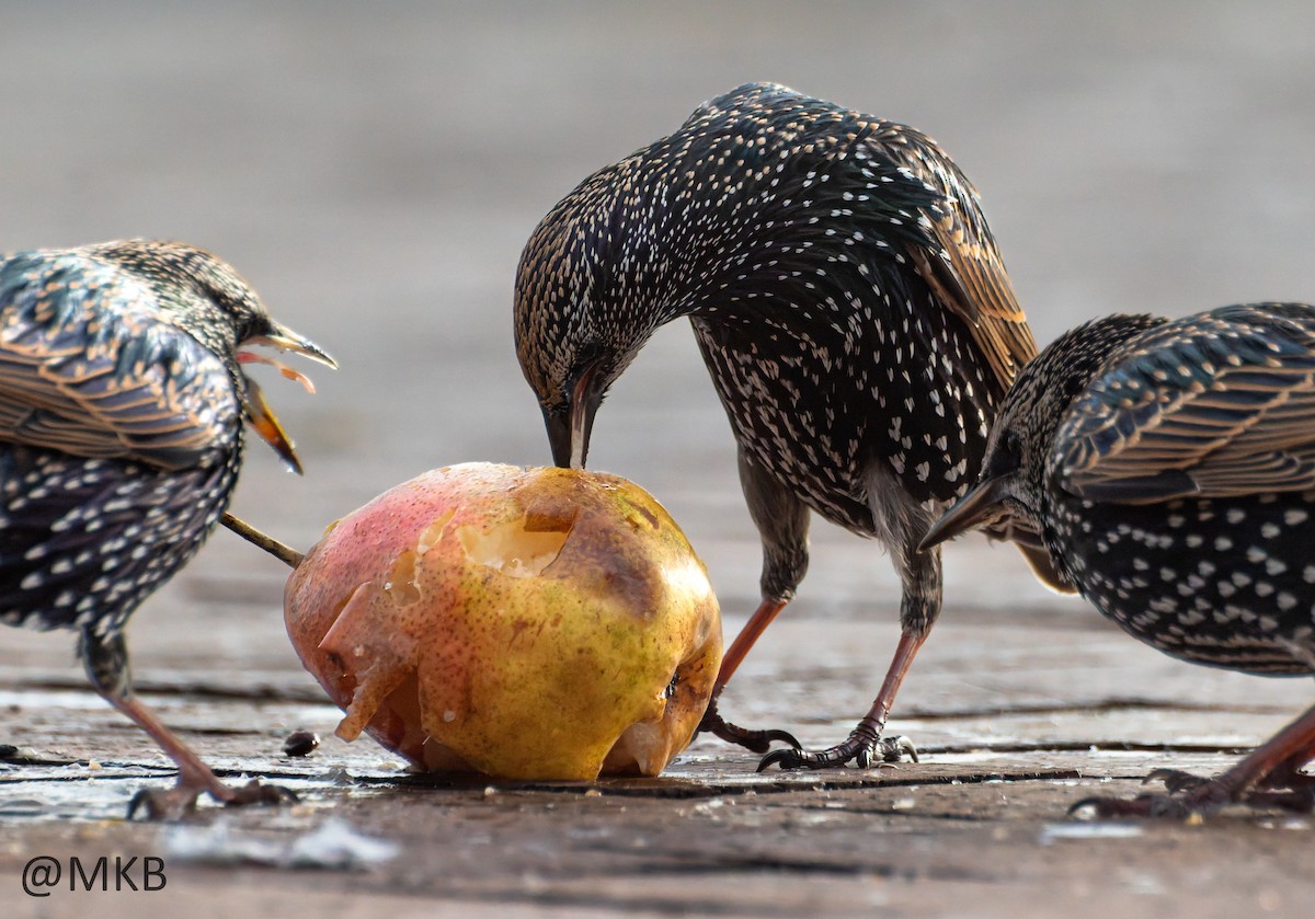 European Starling - ML645308711