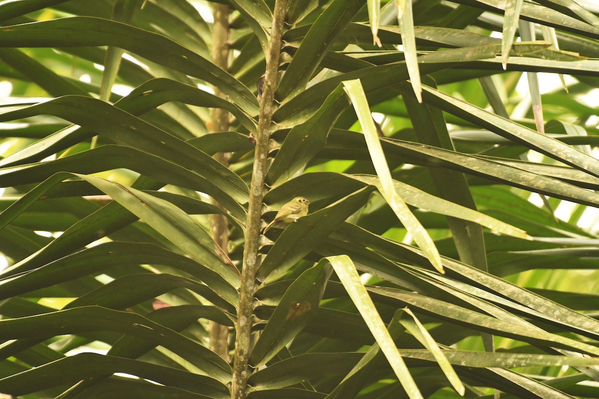 Sao Paulo Bristle-Tyrant - ML645308721