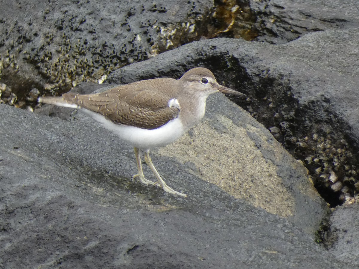 Common Sandpiper - ML645308732