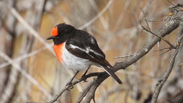 Тоутоваї червонолобий - ML645308735