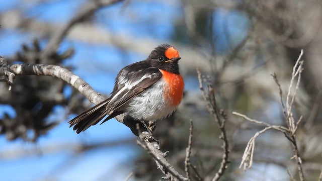 Тоутоваї червонолобий - ML645308757