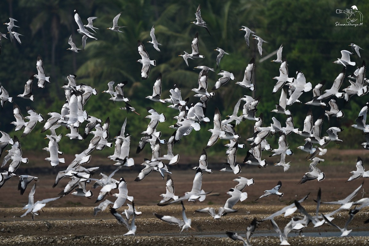Gaviota Centroasiática - ML645308785