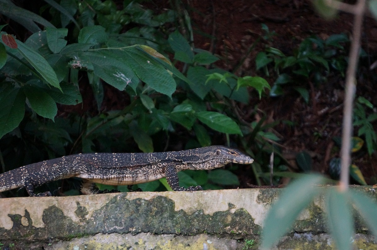 Two-striped Water Monitor - ML645308788