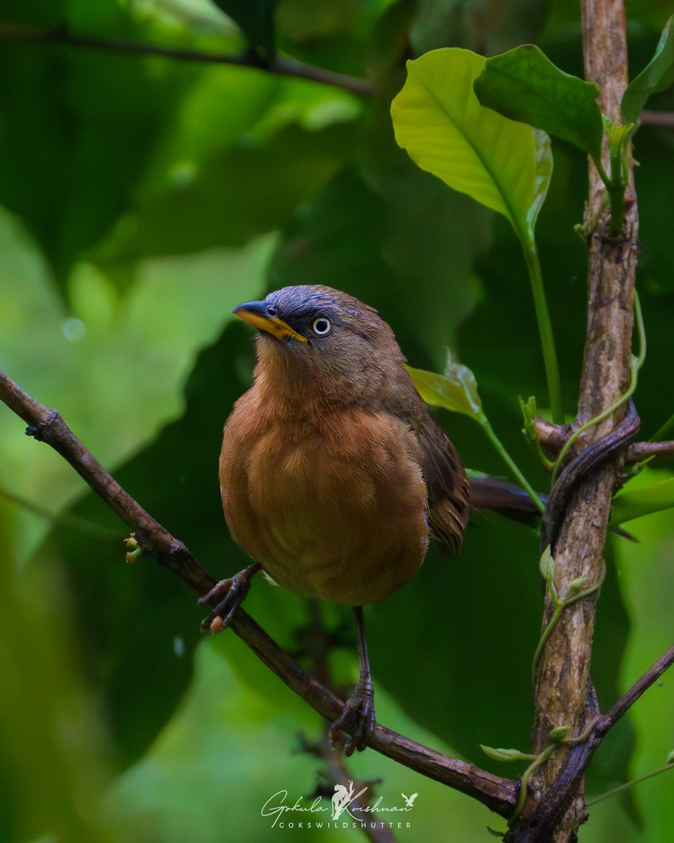 Kızıl Yedikardeş - ML645308796