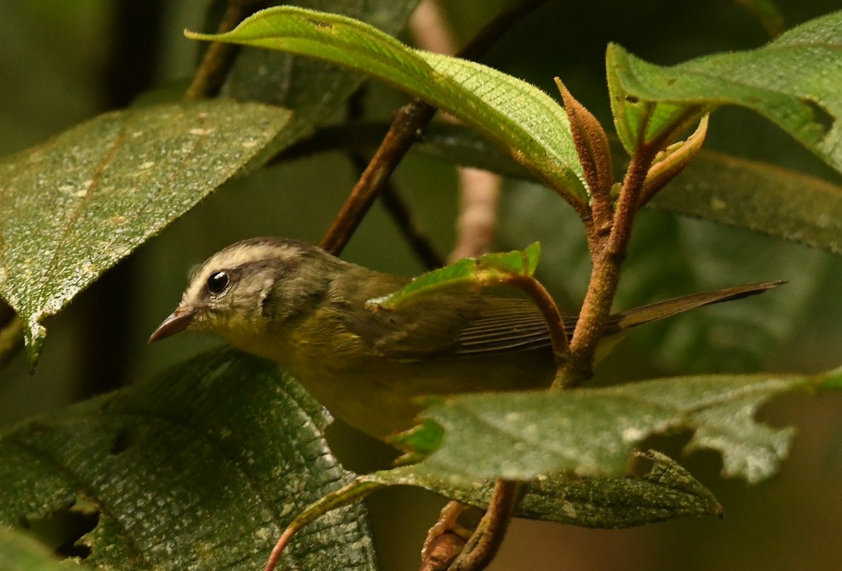 Golden-crowned Warbler - ML645308800