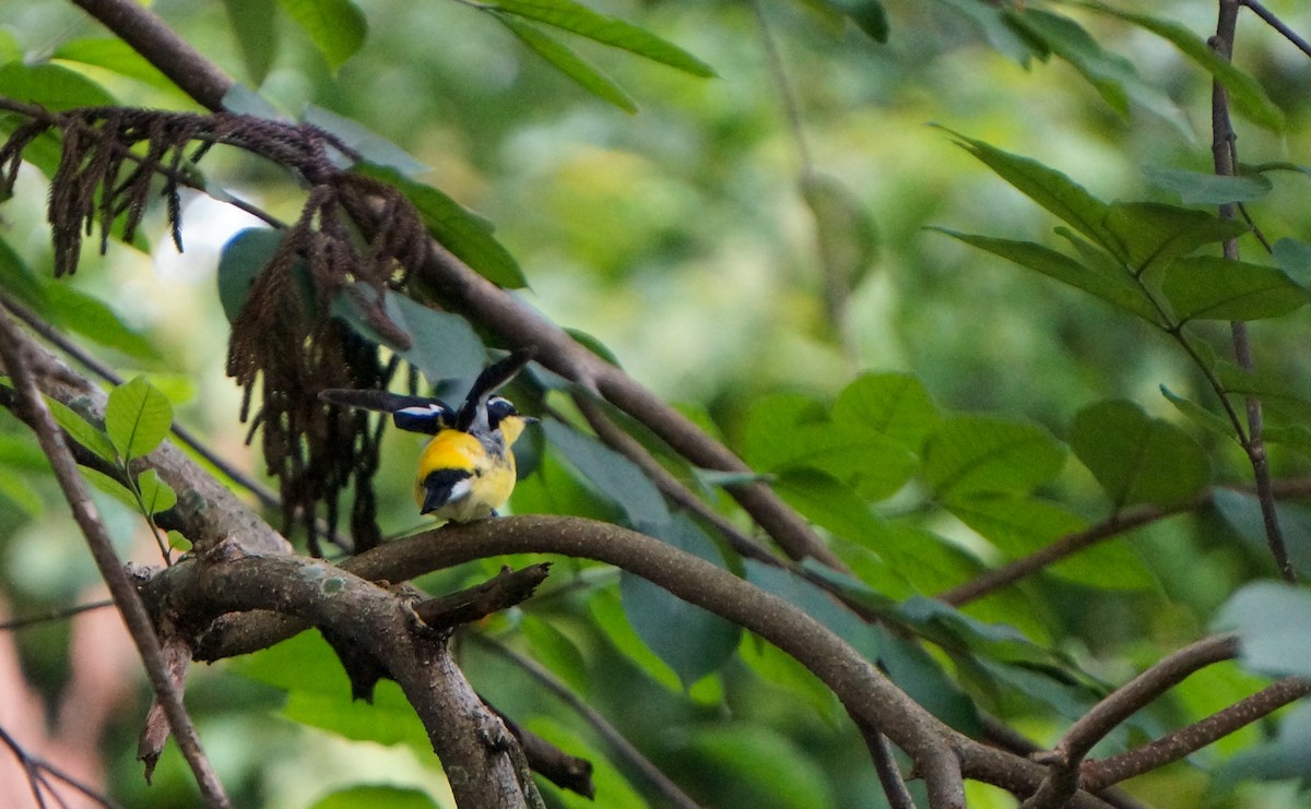 Yellow-rumped Flycatcher - ML645308814