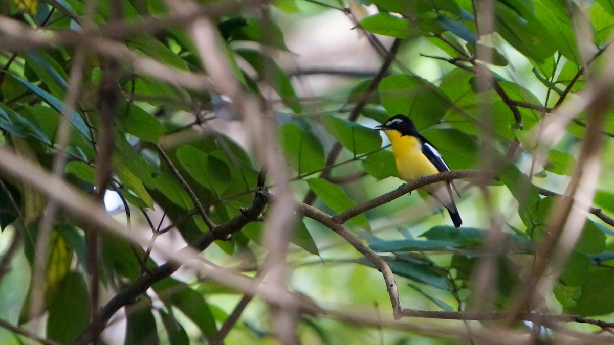 Yellow-rumped Flycatcher - ML645308815