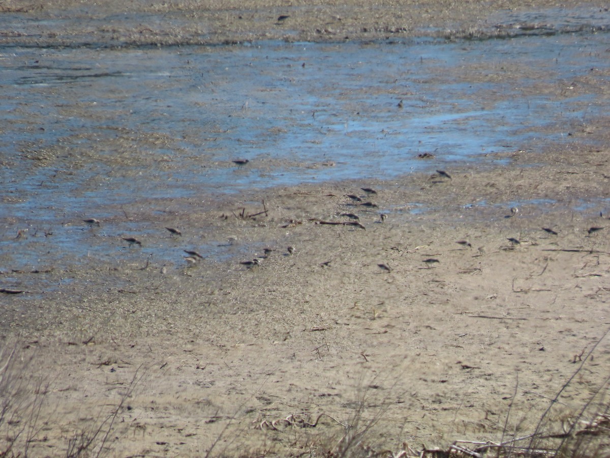 Least Sandpiper - ML645308825