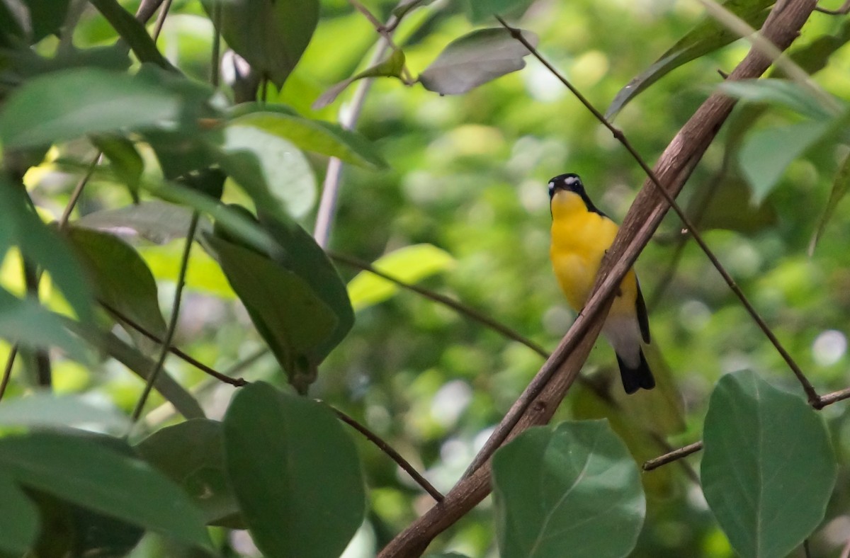 Yellow-rumped Flycatcher - ML645308833