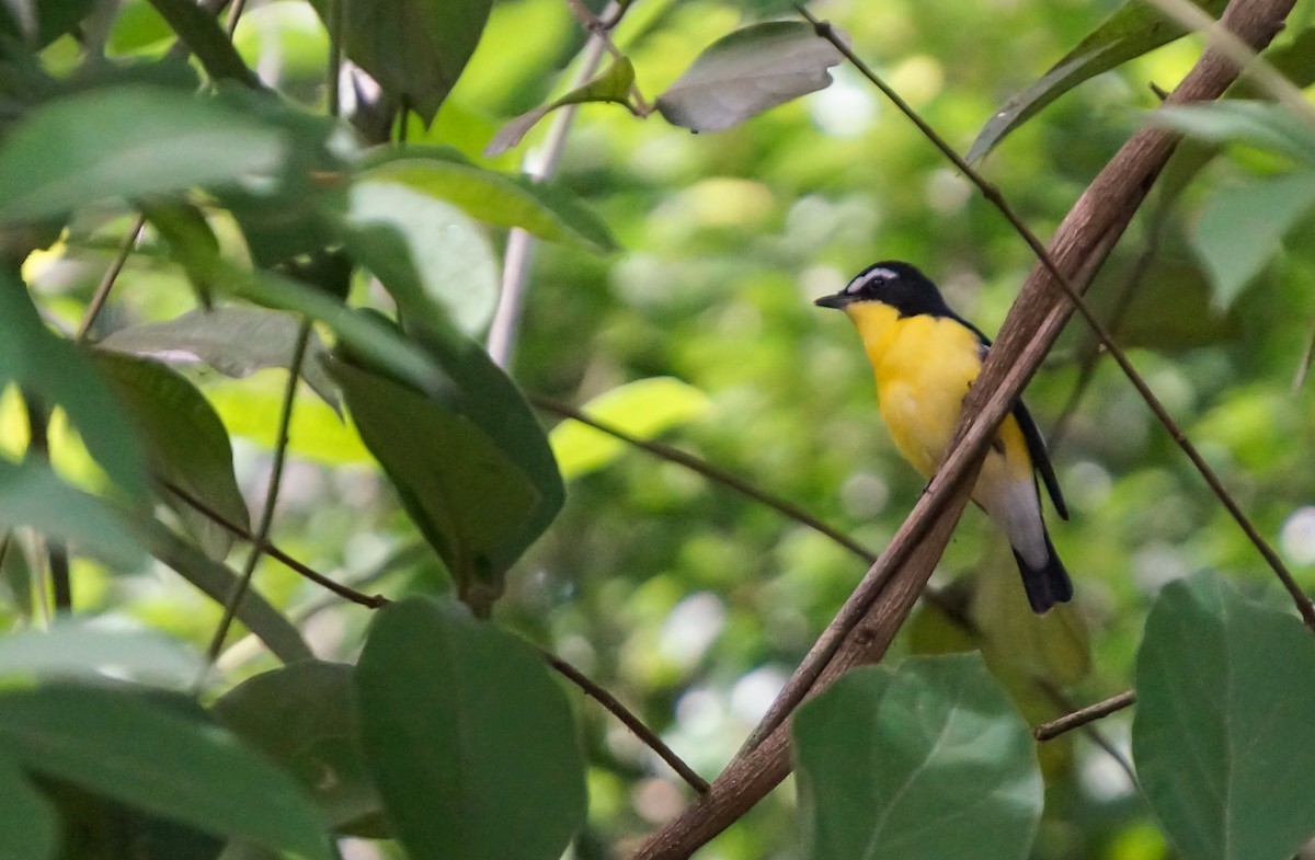 Yellow-rumped Flycatcher - ML645308834