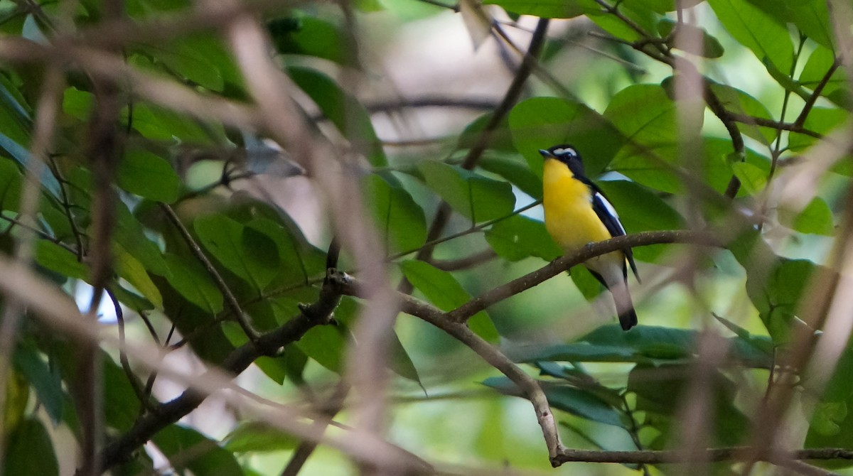 Yellow-rumped Flycatcher - ML645308835