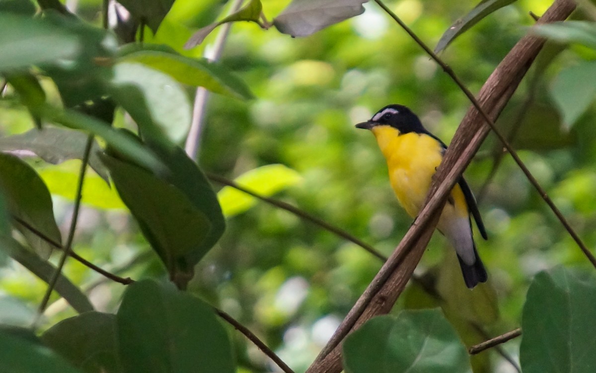 Yellow-rumped Flycatcher - ML645308836