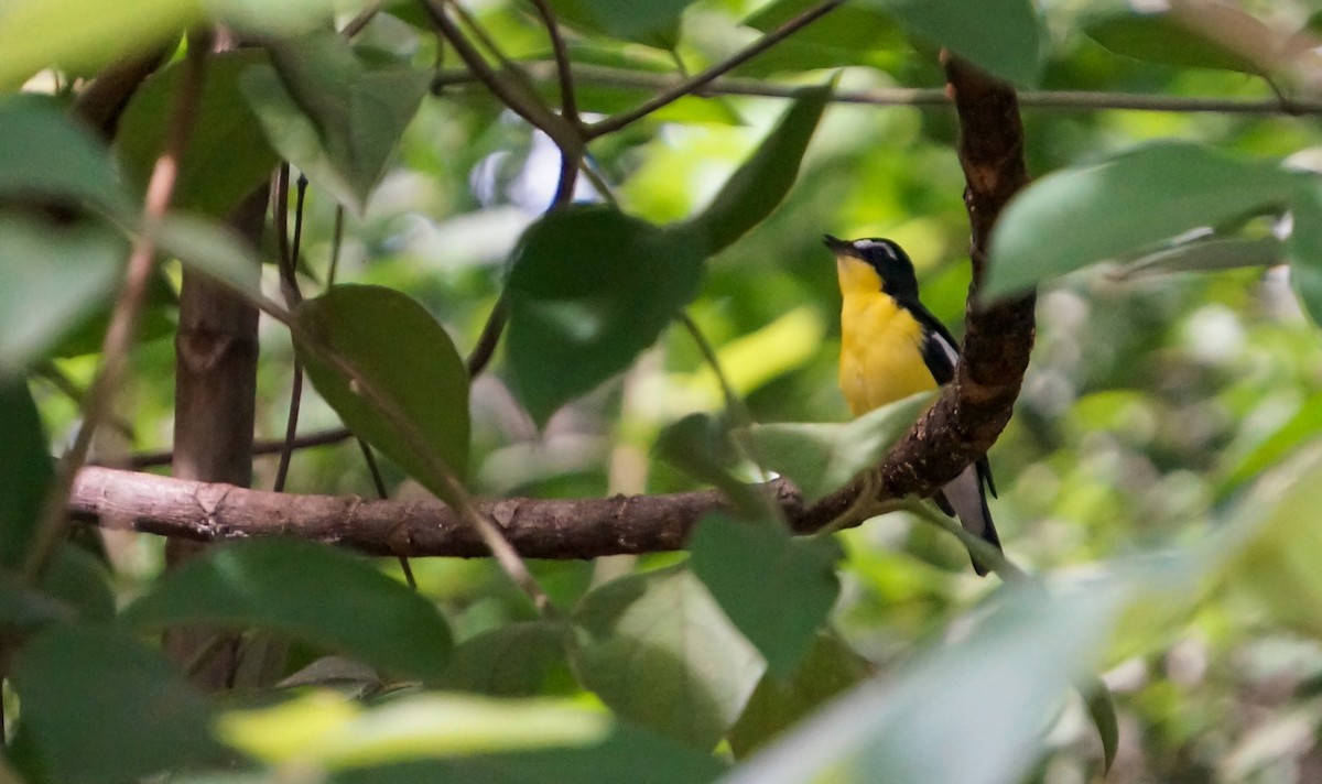 Yellow-rumped Flycatcher - ML645308844
