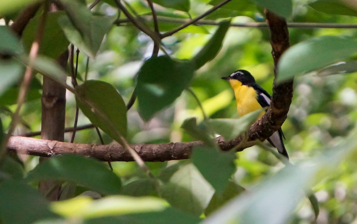 Yellow-rumped Flycatcher - ML645308846