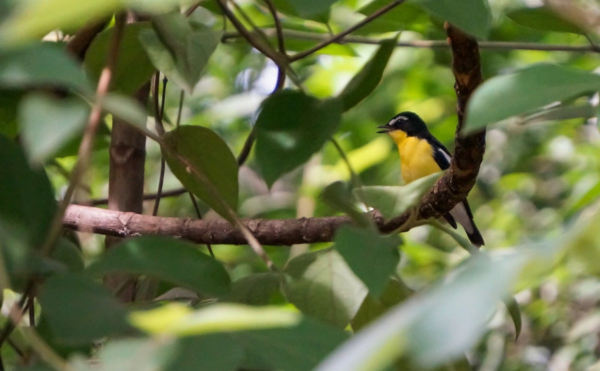 Yellow-rumped Flycatcher - ML645308848