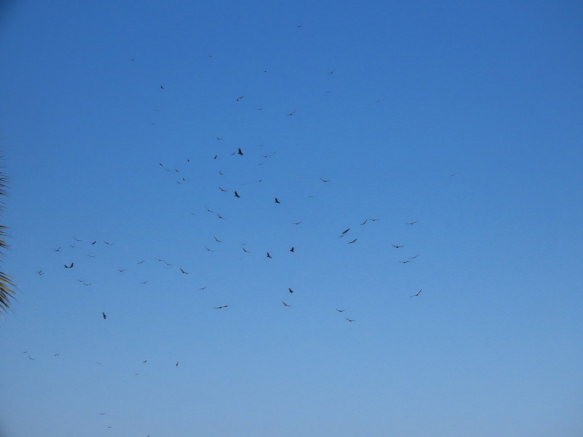 Turkey Vulture - ML645308853