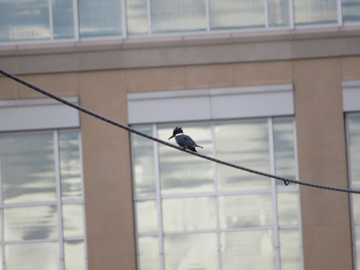 Belted Kingfisher - ML645308861