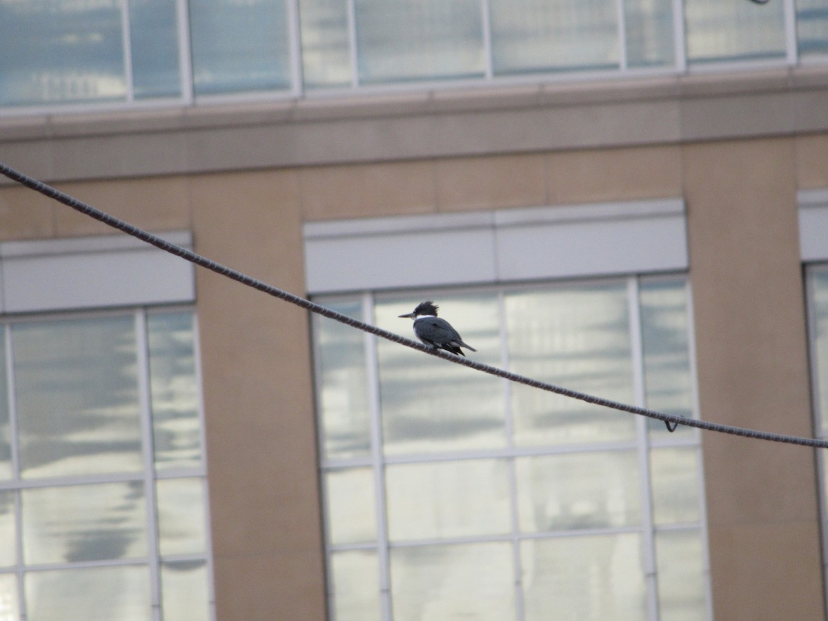 Belted Kingfisher - ML645308862